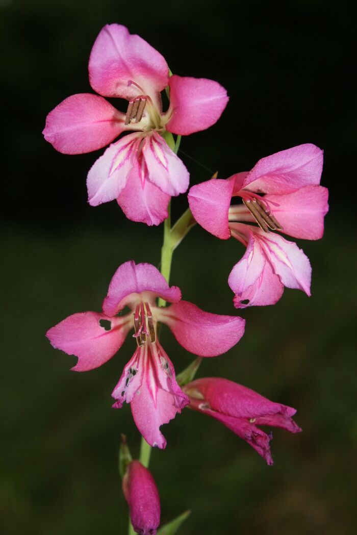 Flore de la Corse