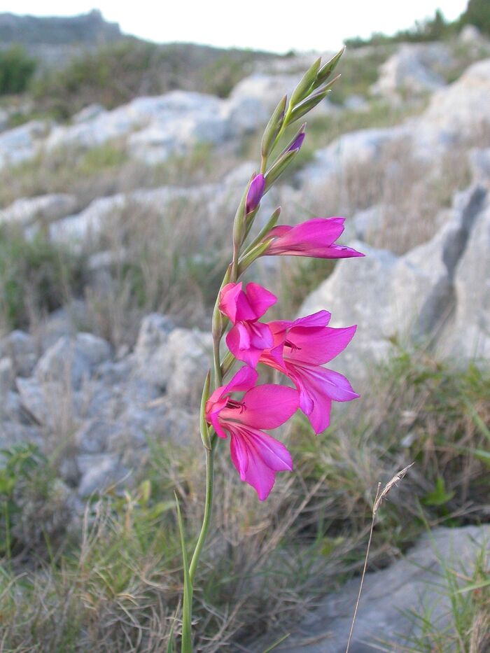 Flore de la Corse