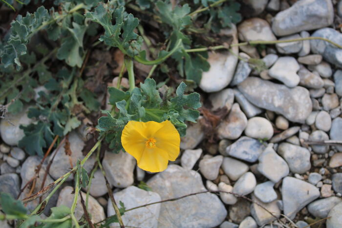 Flore de la Corse