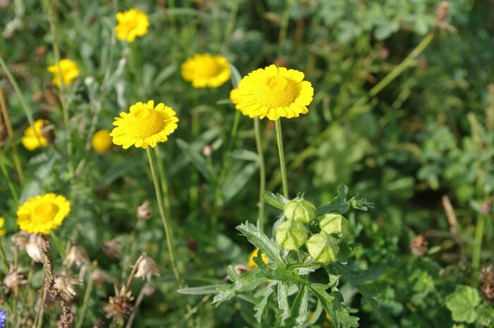 Flore de la Corse