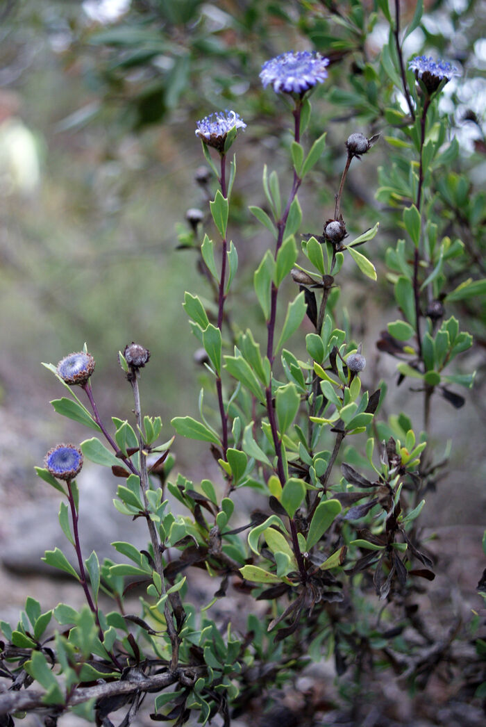 Flore de la Corse