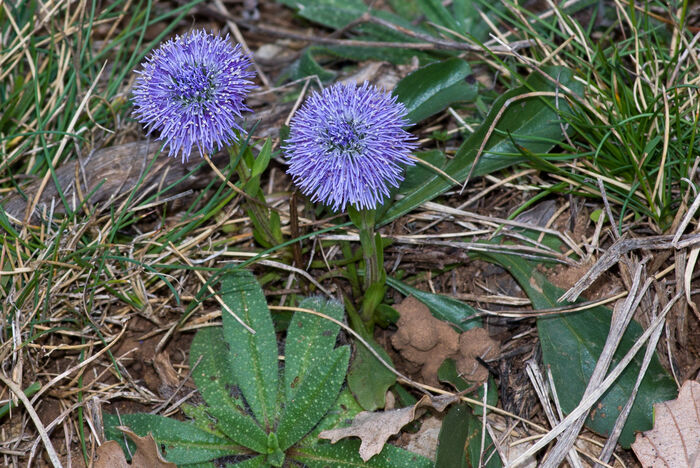 Flore de la Corse