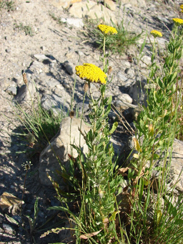 Flore de la Corse