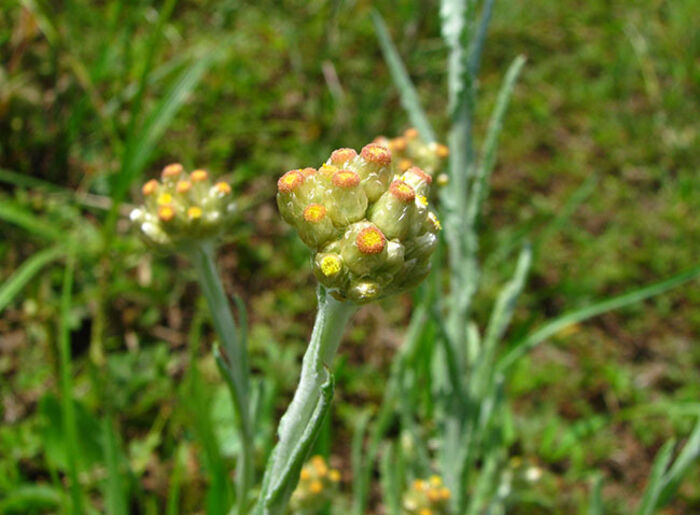 Flore de la Corse