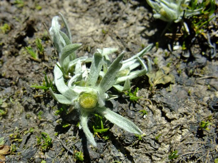 Flore de la Corse