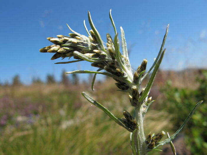 Flore de la Corse