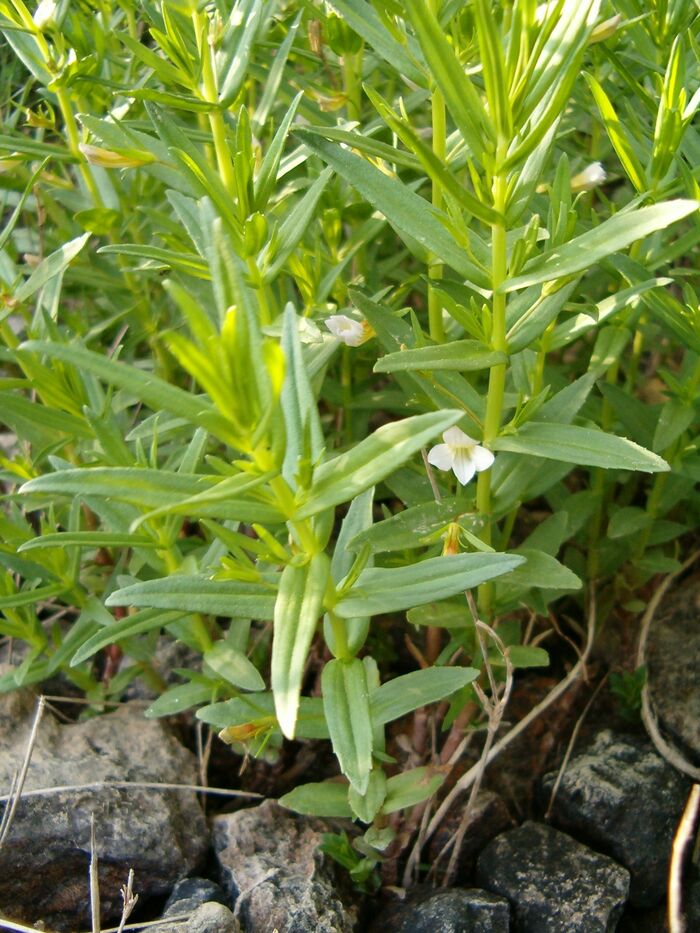 Flore de la Corse