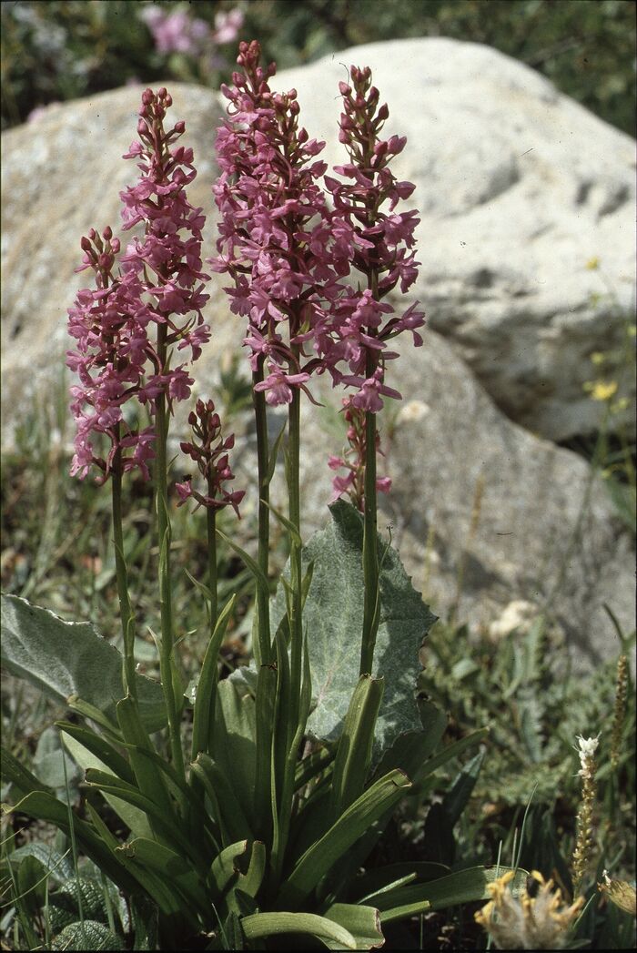 Flore de la Corse