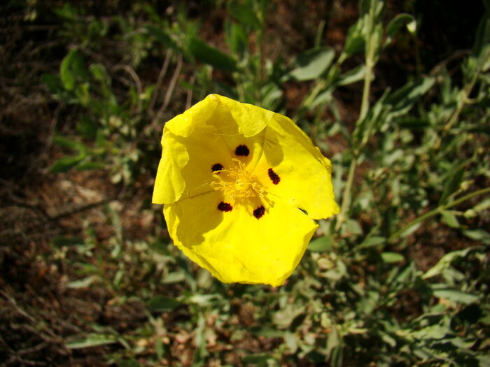 Flore de la Corse