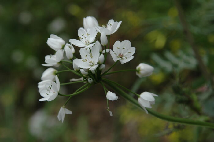 Flore de la Corse