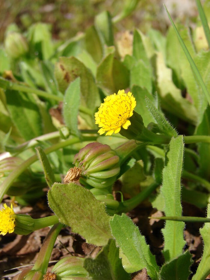 Flore de la Corse