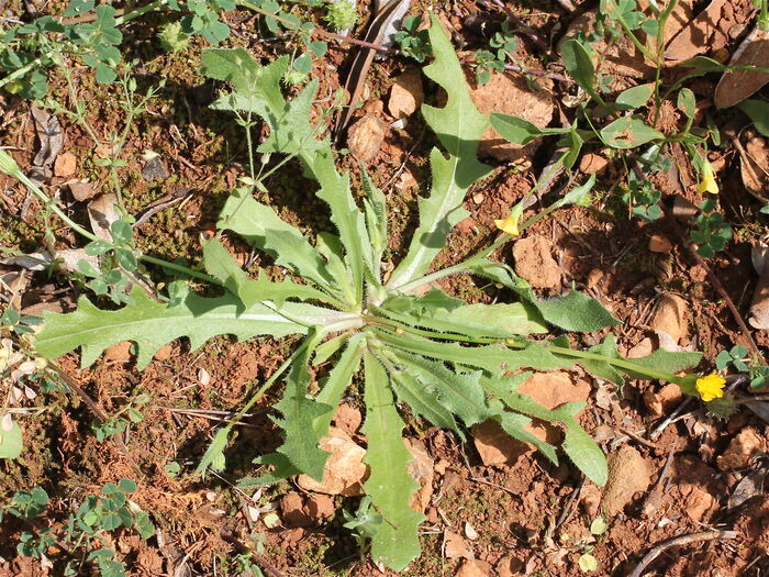 Flore de la Corse