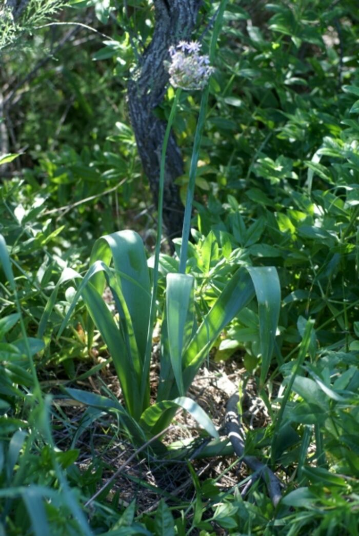 Flore de la Corse