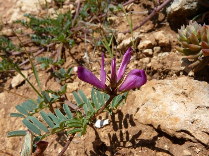 Flore de la Corse