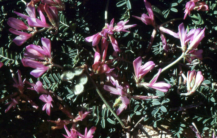 Flore de la Corse