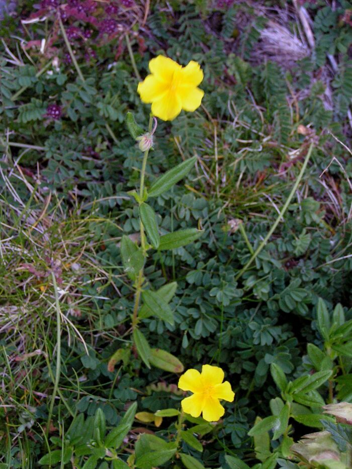 Flore de la Corse