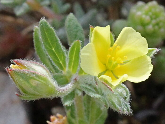 Flore de la Corse