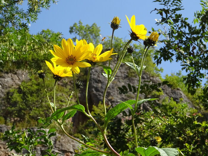 Flore de la Corse