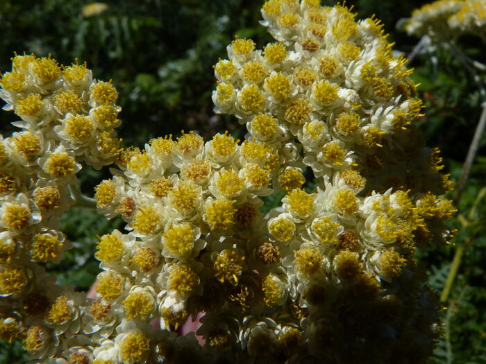 Flore de la Corse