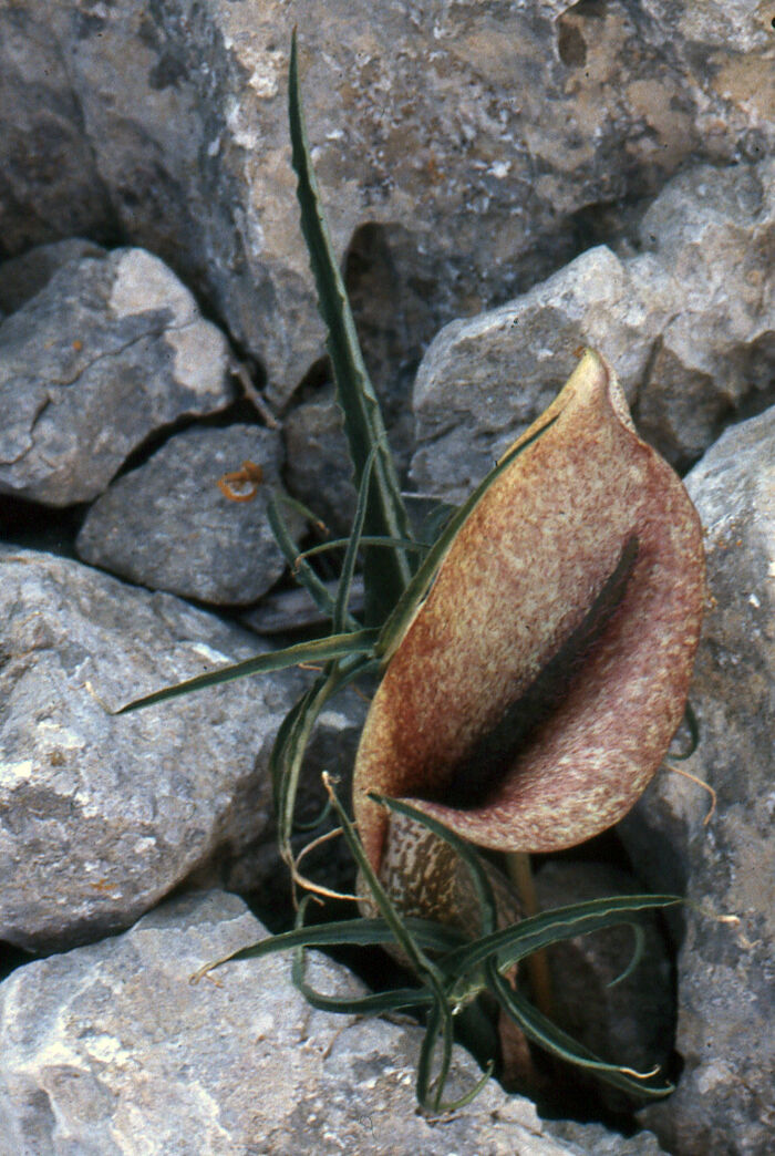 Flore de la Corse