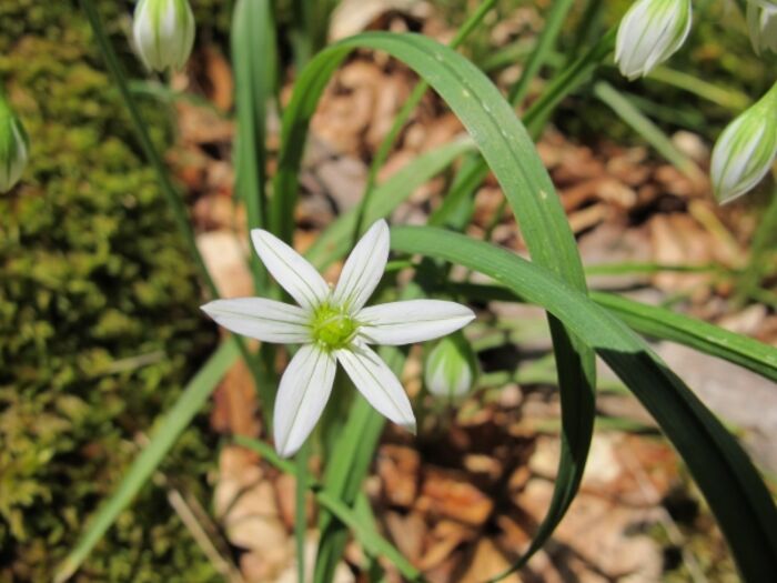 Flore de la Corse