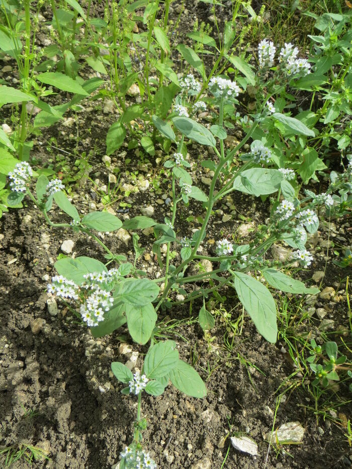 Flore de la Corse