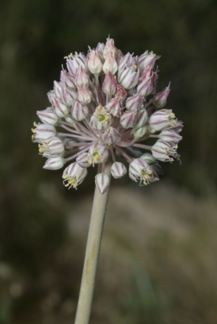 Flore de la Corse