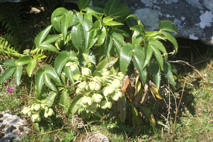 Flore de la Corse