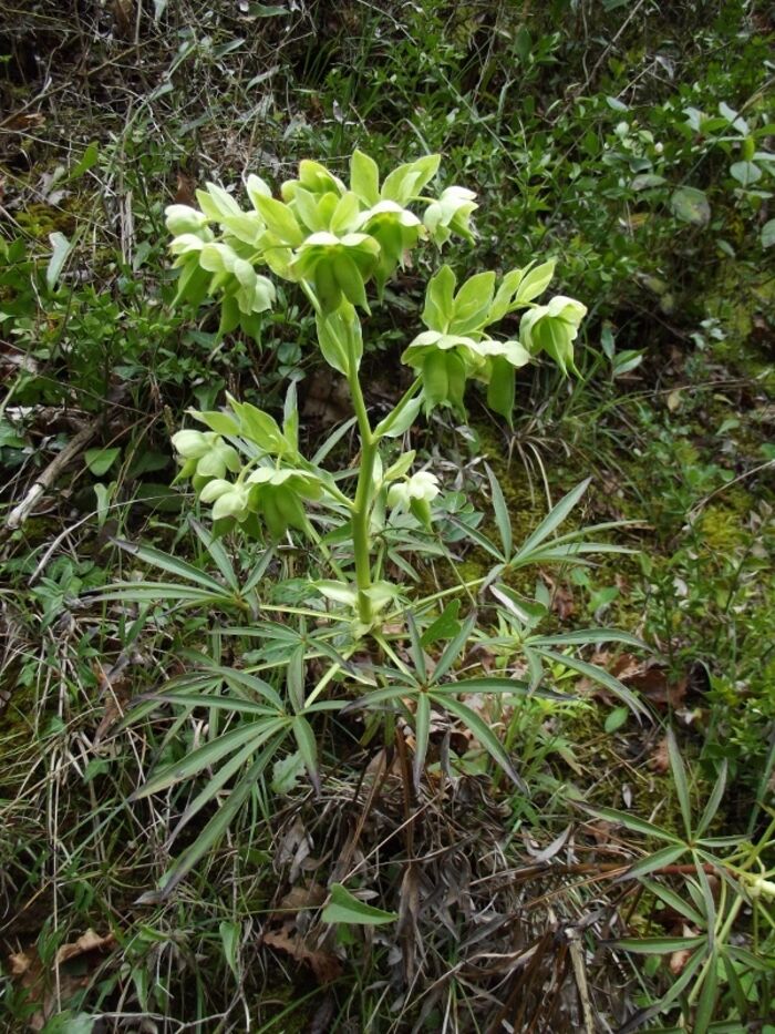 Flore de la Corse