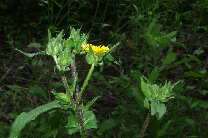 Flore de la Corse