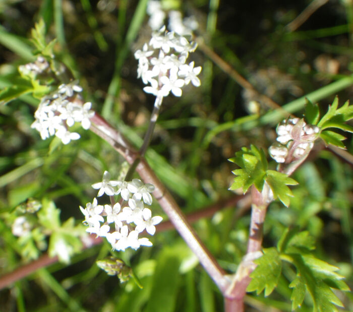 Flore de la Corse