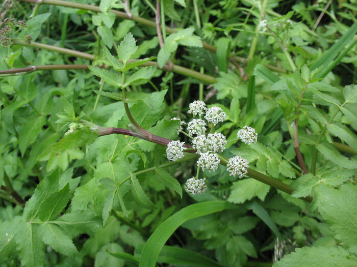 Flore de la Corse