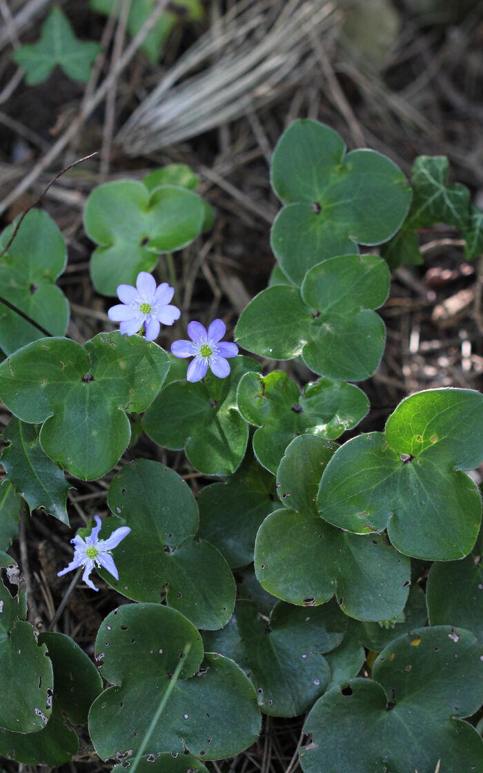 Flore de la Corse