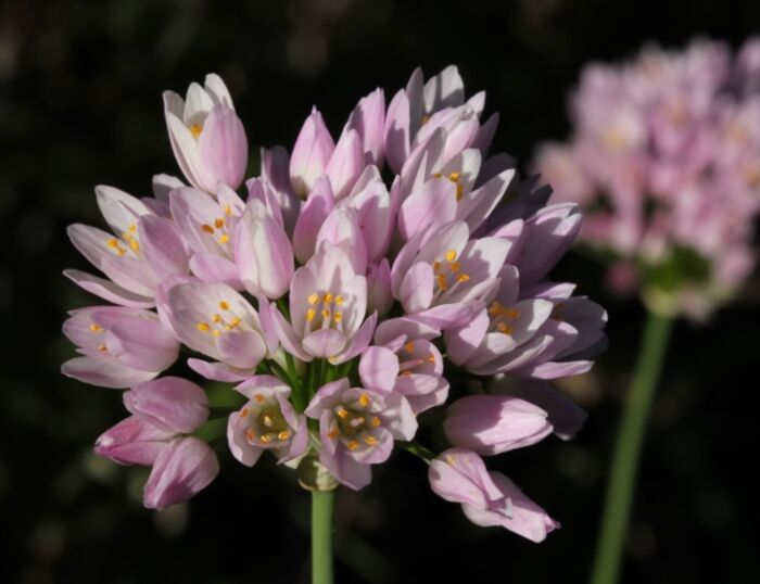 Flore de la Corse