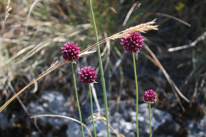 Flore de la Corse