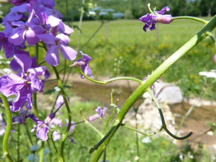 Flore de la Corse