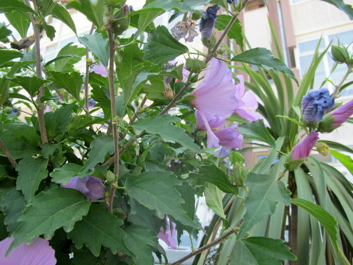 Flore de la Corse