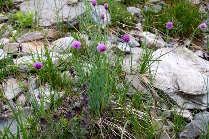 Flore de la Corse