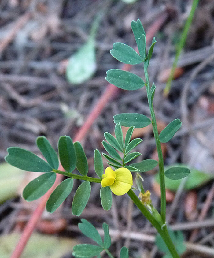 Flore de la Corse