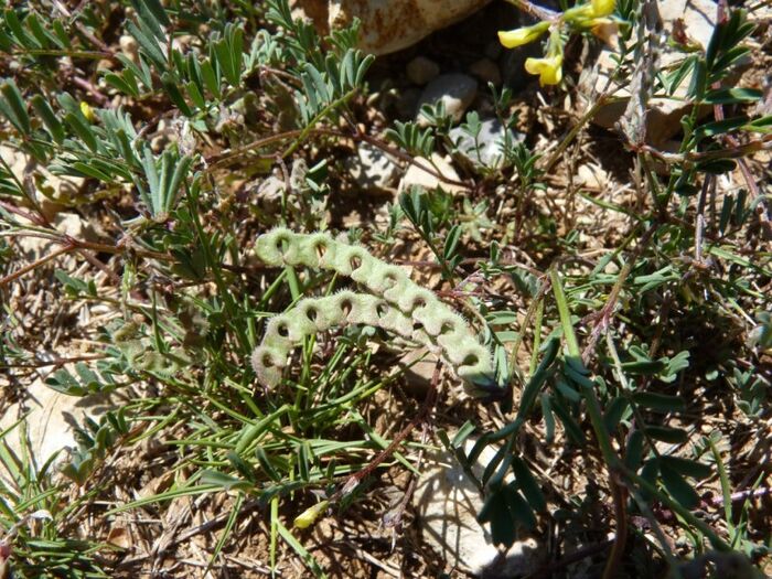 Flore de la Corse