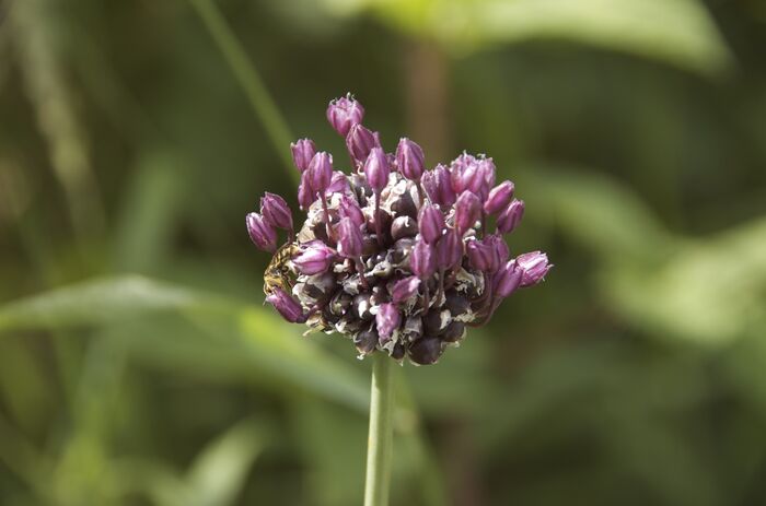 Flore de la Corse