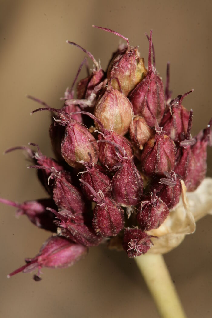 Flore de la Corse