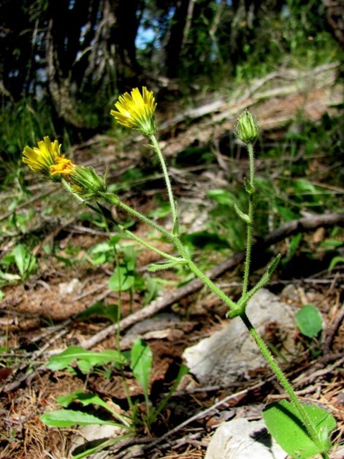 Flore de la Corse