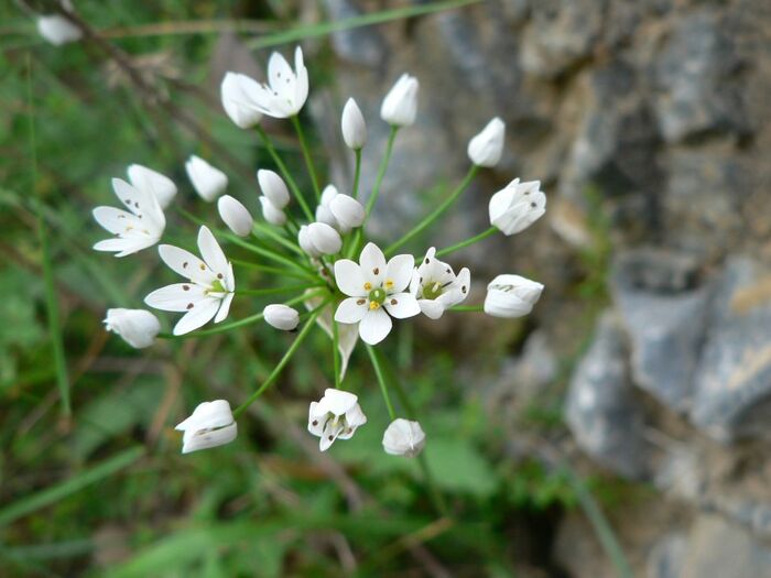 Flore de la Corse