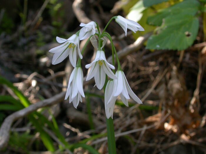 Flore de la Corse