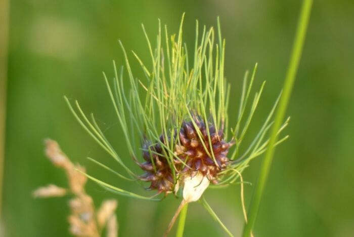 Flore de la Corse