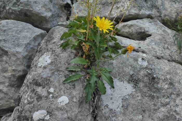 Flore de la Corse