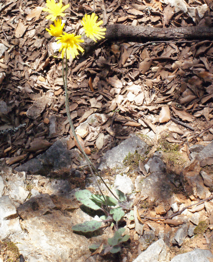 Flore de la Corse