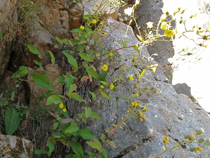 Flore de la Corse