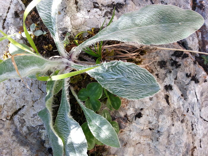 Flore de la Corse